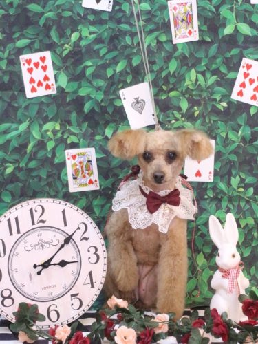 20250427ももちゃん